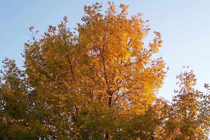 Orange Leaves, Blue Sky