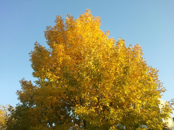 Golden Leaves