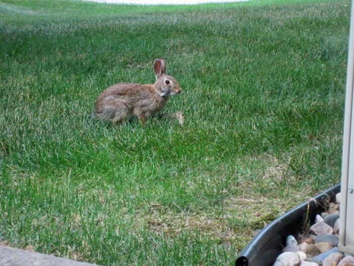 Afternoon Guest (Bunny!) - 1