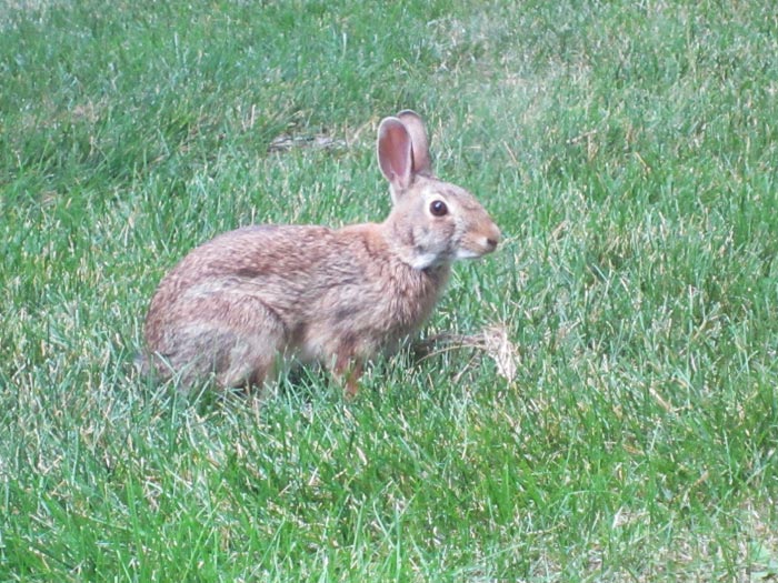 Afternoon Guest (Bunny!) - 2