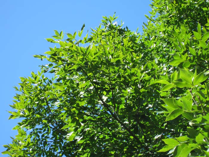 Blue Sky, Green Leaves - Sept. 2013