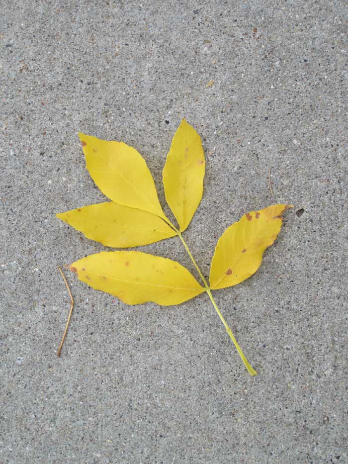 Yellow Leaf - Des Moines - Fall 2013