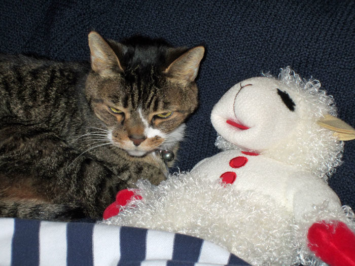 Kitty-mon & Lamb Chop - 1