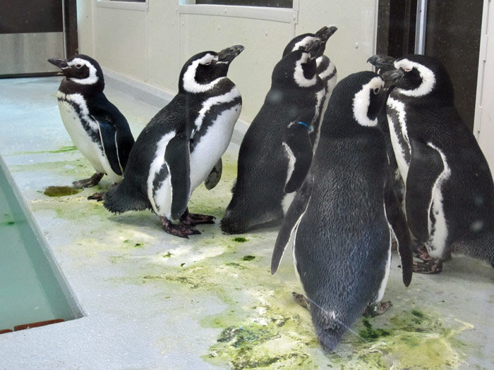 Penguins at DSM's Blank Park Zoo - Oct. 2013