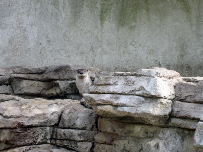 Otter at DSM's Blank Park Zoo - Oct. 2013 - 2