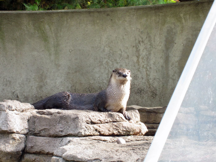 Otter at DSM's Blank Park Zoo - Oct. 2013 - 1