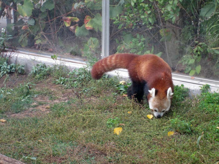 Red Pandas at DSM's Blank Park Zoo - 2