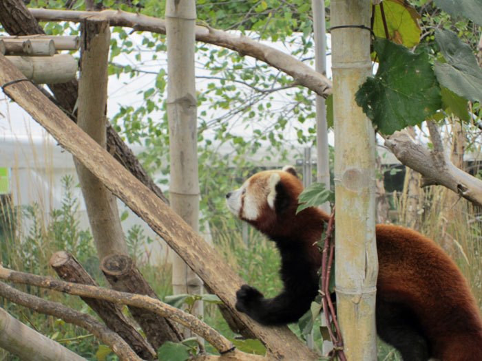 Red Pandas at DSM's Blank Park Zoo - 1