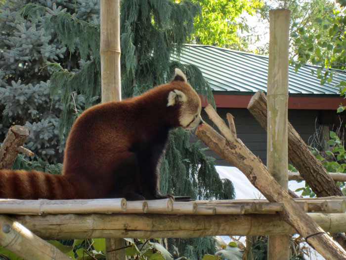 Red Pandas at DSM's Blank Park Zoo - 3