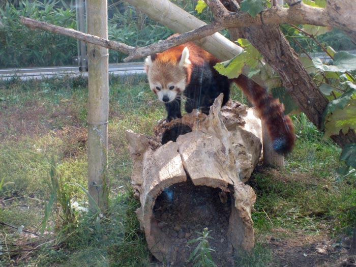 Red Pandas at DSM's Blank Park Zoo - 4