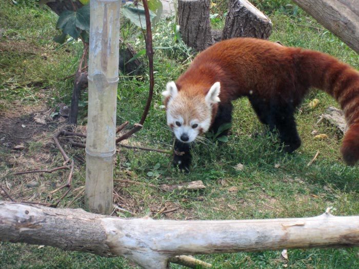 Red Pandas at DSM's Blank Park Zoo - 5