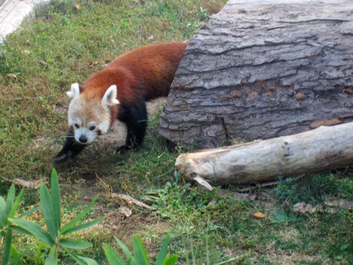 Red Pandas at DSM's Blank Park Zoo - 6