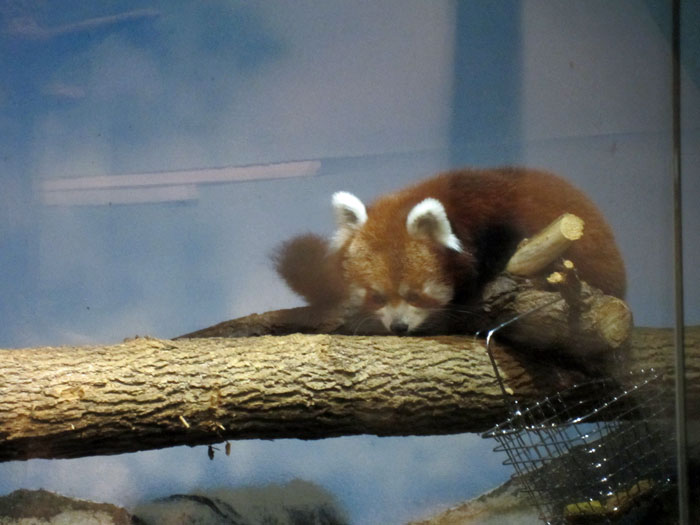 Red Pandas at DSM's Blank Park Zoo - 7