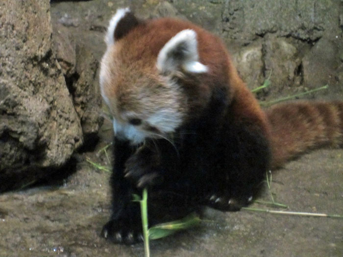 Red Pandas at DSM's Blank Park Zoo - 8