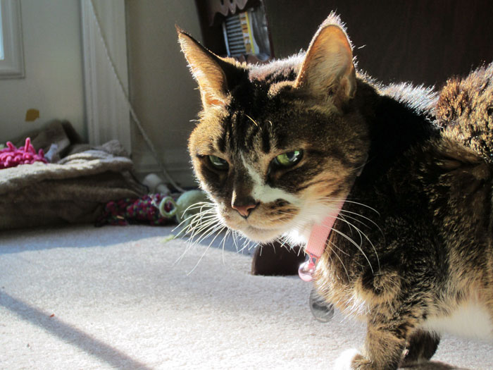 CATastrophe Averted!: Josie - Jan. 18, 2013