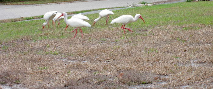 Flock of American White Ibises - Feb. 5, 2014