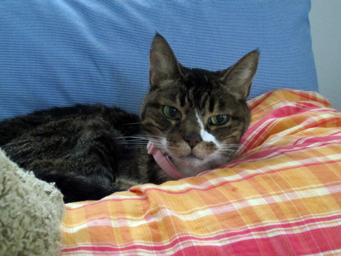 Kitty-mon Convalescing - March 11, 2014