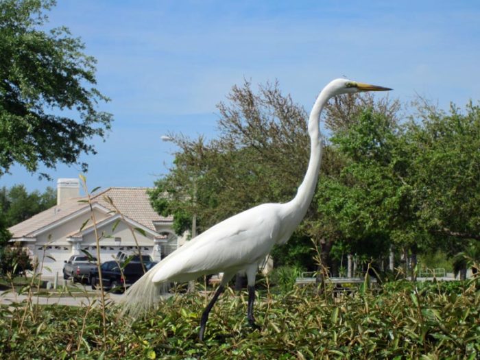 Great Egret - April 2014