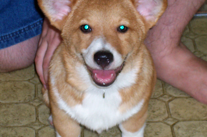 Sam the Corgi's First Photo