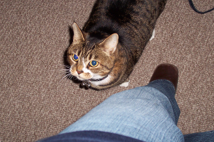 Josie, At Attention! - March 15, 2005