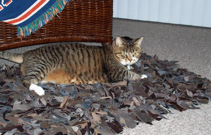 Kitty-mon and the leather rug.