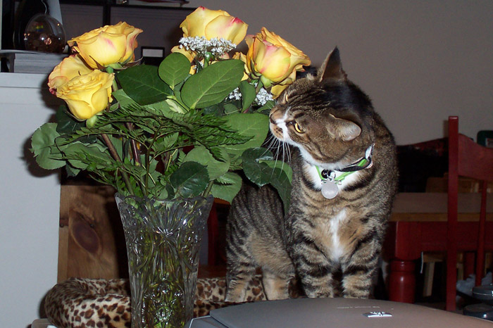 Josie Stopping to Smell the Roses - May 20, 2005