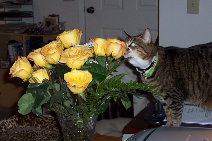 Kitty-mon and the Secondhand Roses - 2
