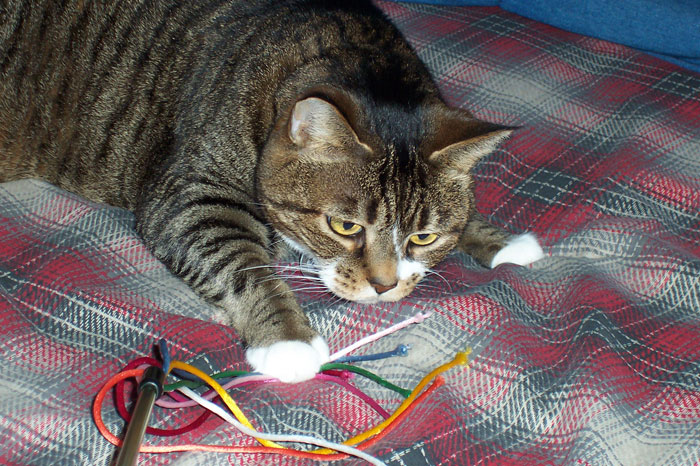 Josie With Strings - Sept. 11, 2005