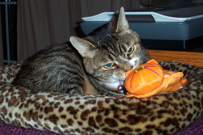 Josie and the Orange Cat - Feb. 28, 2011