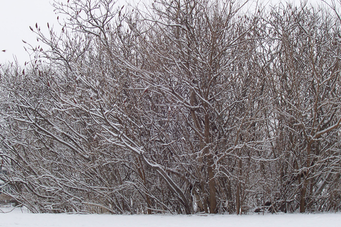 St. Patrick's Day Snow