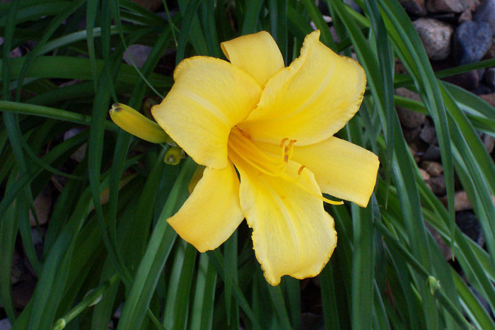 Day Lily