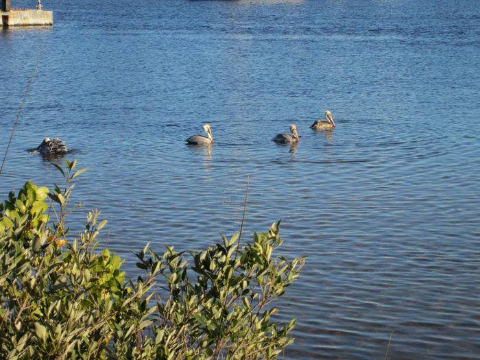 Pelicans in the Water - Feb. 2014