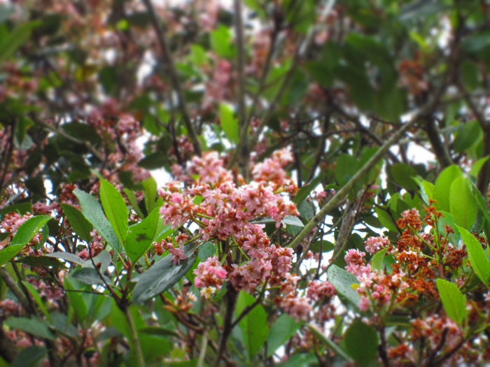 Florida Blossoms (Miniature Setting) - April 2014