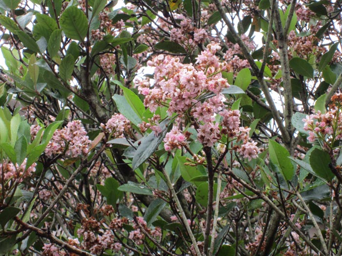 Florida Blossoms (Normal Setting) - April 2014