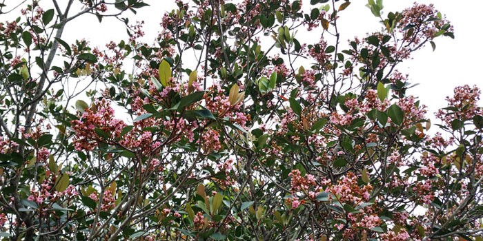 Hawthorn Blossoms